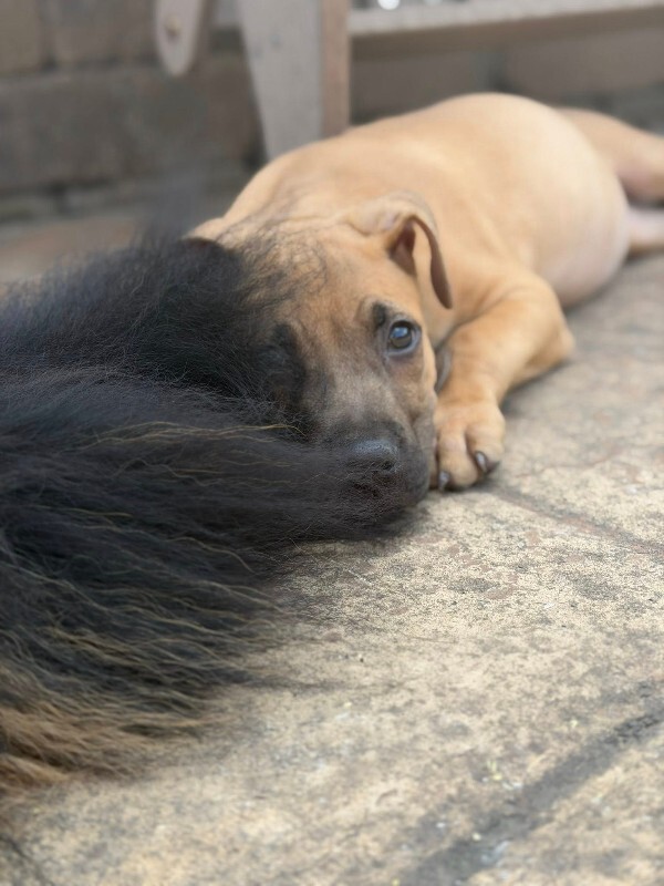 View Guinea Pig the Dog Photo #3
