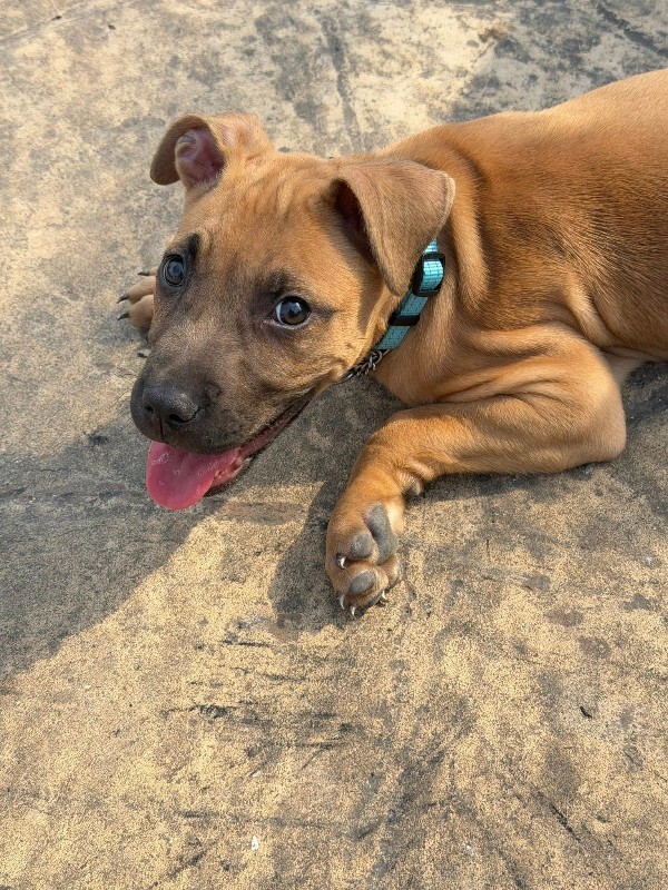 View Guinea Pig the Dog Photo #7