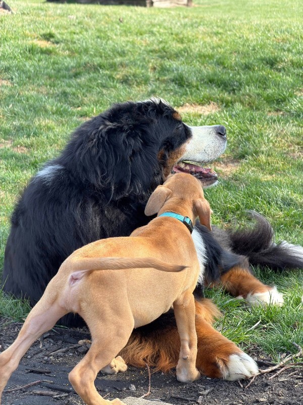 View Guinea Pig the Dog Photo #6