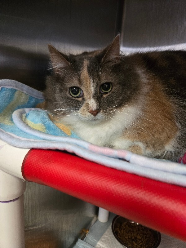 View Ms. Snickers the Cat Photo #2