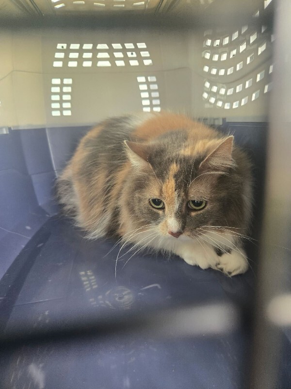 View Ms. Snickers the Cat Photo #3