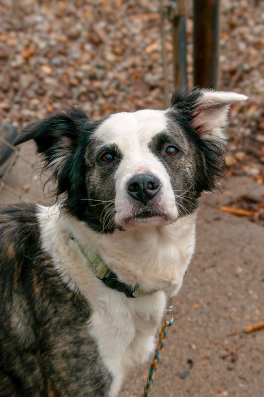View Swing Set the Dog Photo #2