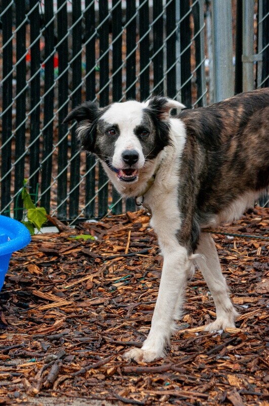 View Swing Set the Dog Photo #6