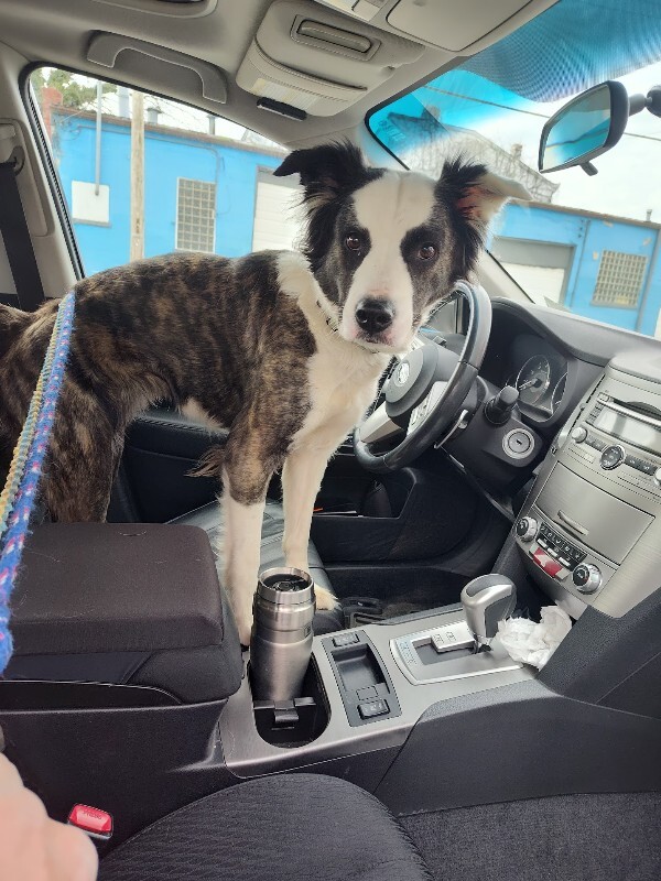 View Swing Set the Dog Photo #4