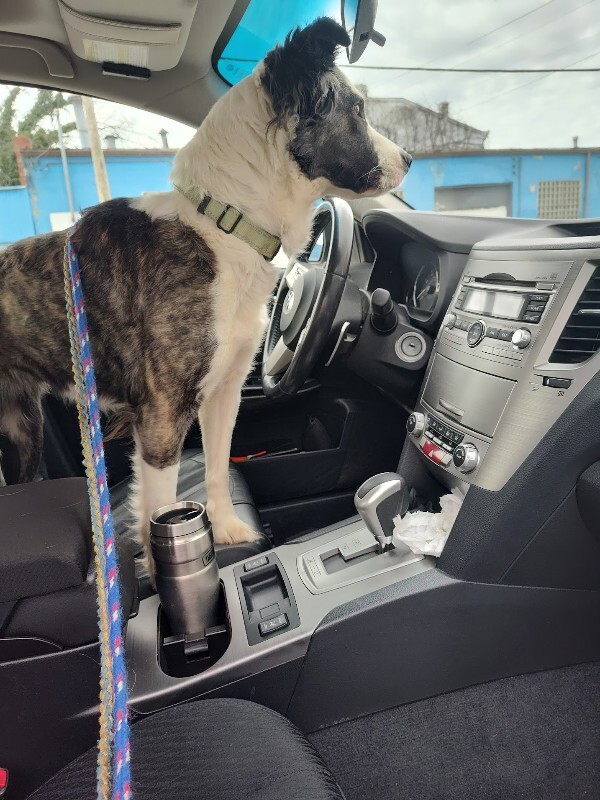 View Swing Set the Dog Photo #5