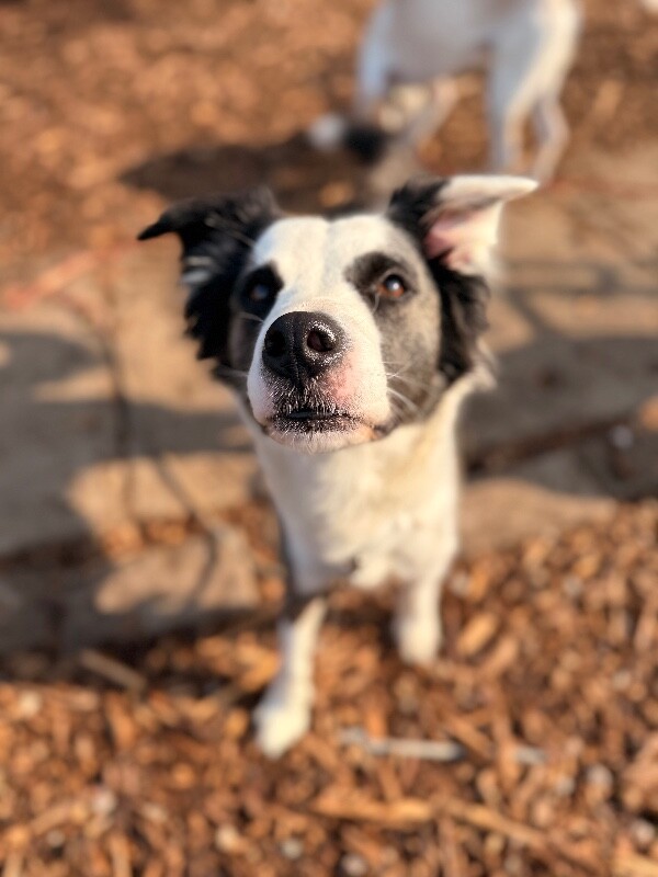 View Swing Set the Dog Photo #3