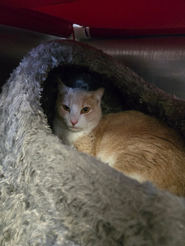 View Pinky the Cat Photo #4