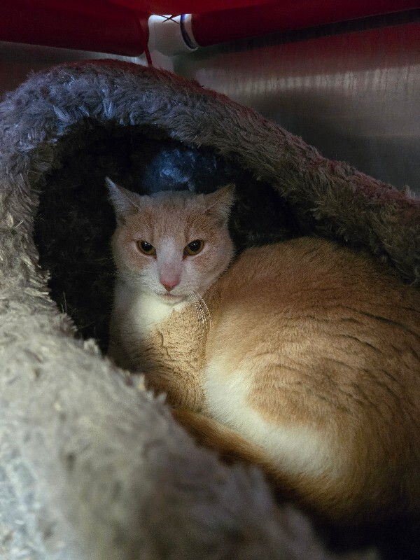 View Pinky the Cat Photo #7