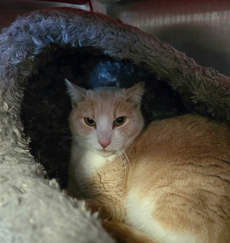 View Pinky the Cat Photo #3