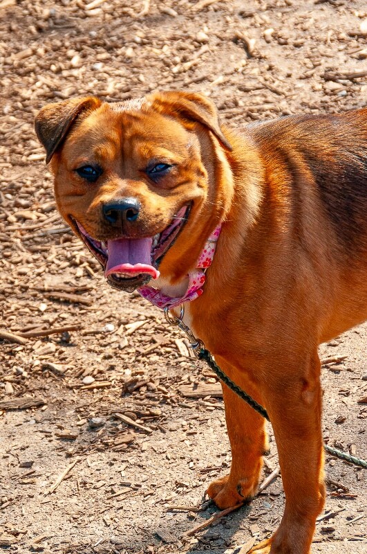 View Etsy the Dog Photo #5