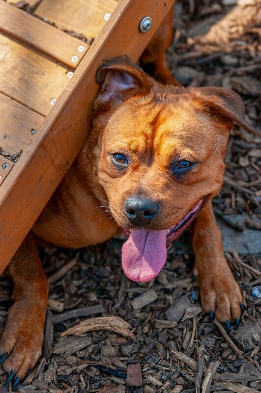 View Etsy the Dog Photo #3