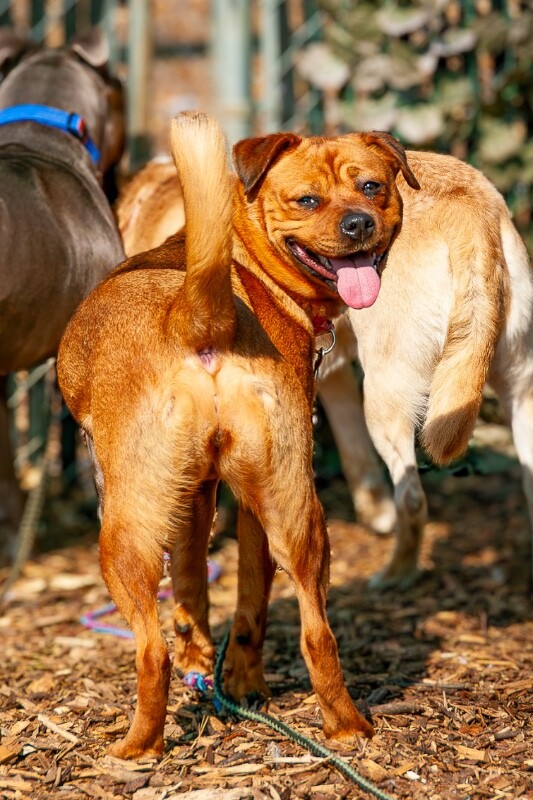 View Etsy the Dog Photo #2