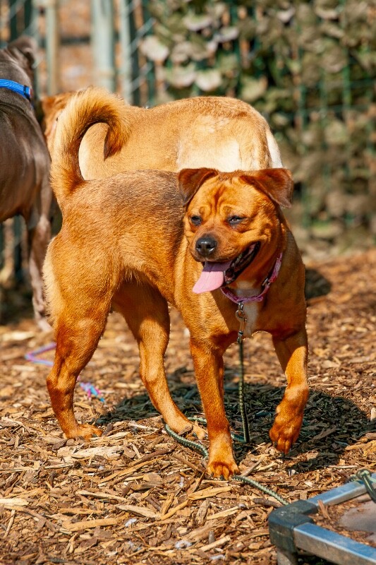 View Etsy the Dog Photo #6