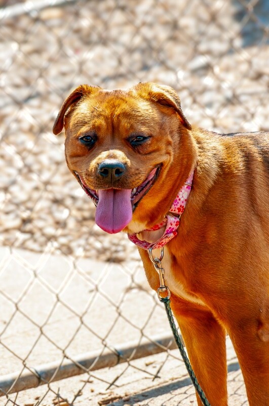 View Etsy the Dog Photo #4