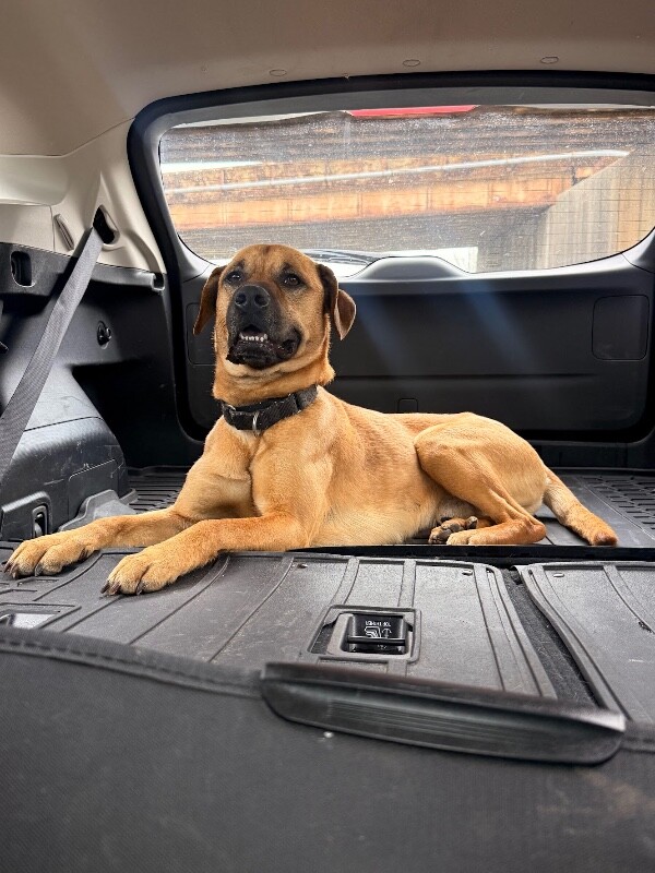 View Eramis the Dog Photo #16