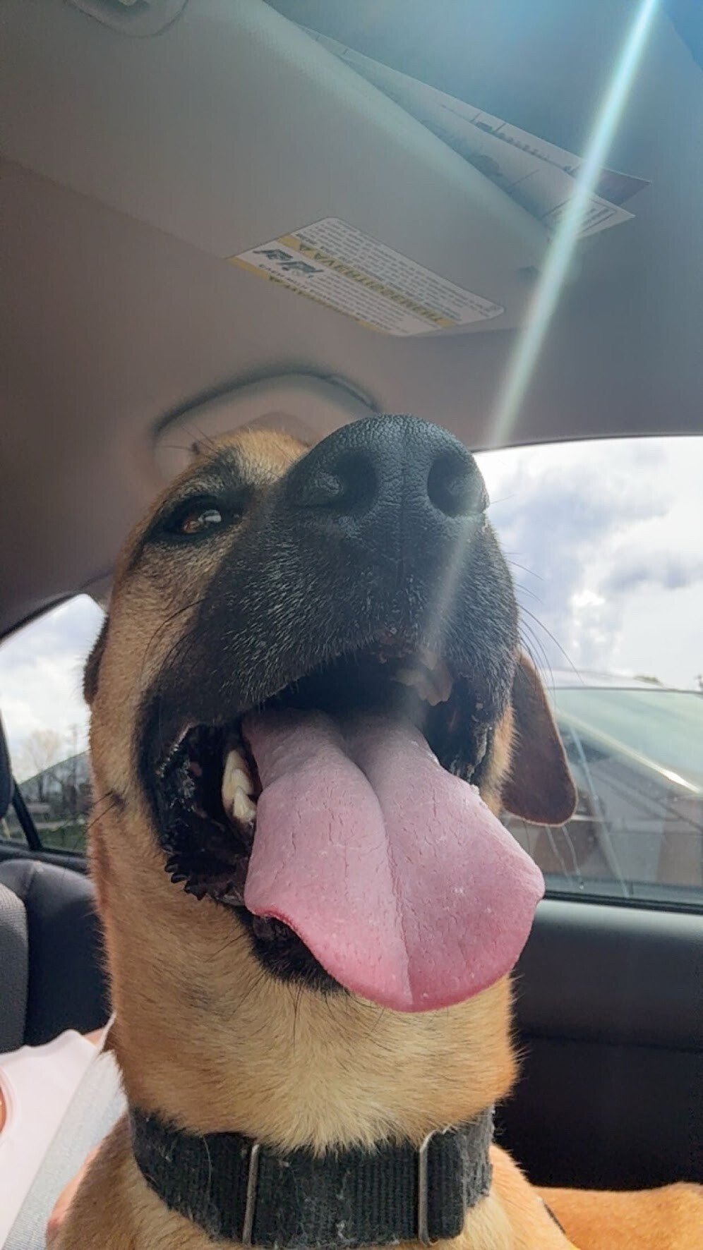View Eramis the Dog Photo #15