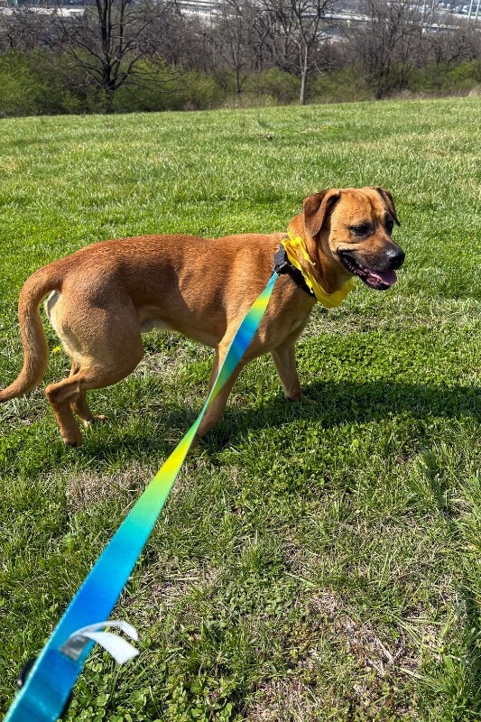 View Eramis the Dog Photo #8