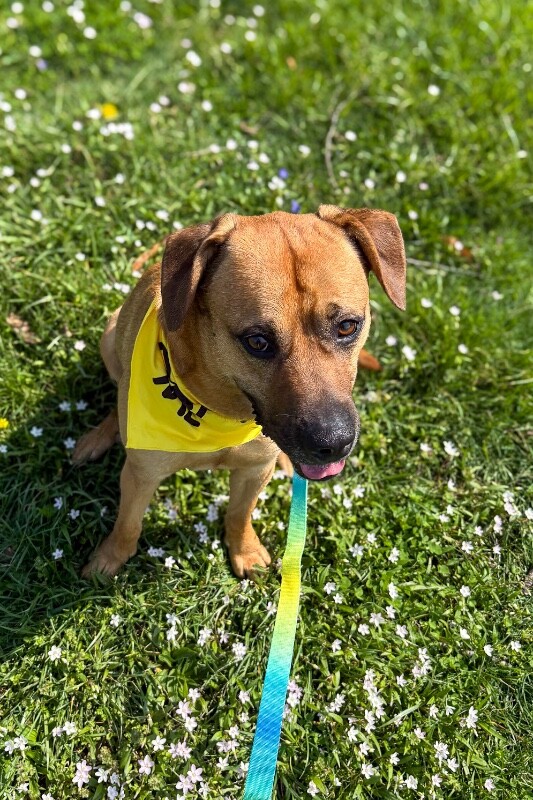 View Eramis the Dog Photo #6