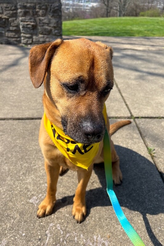 View Eramis the Dog Photo #5