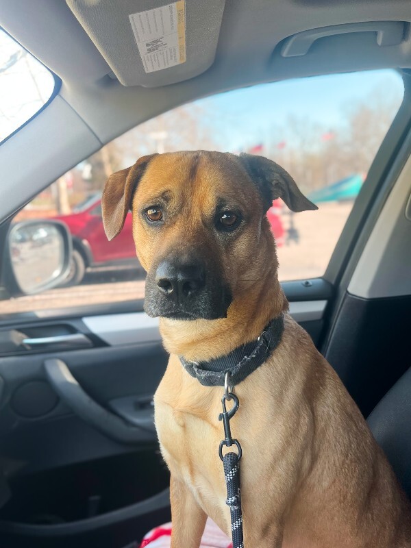 View Eramis the Dog Photo #2