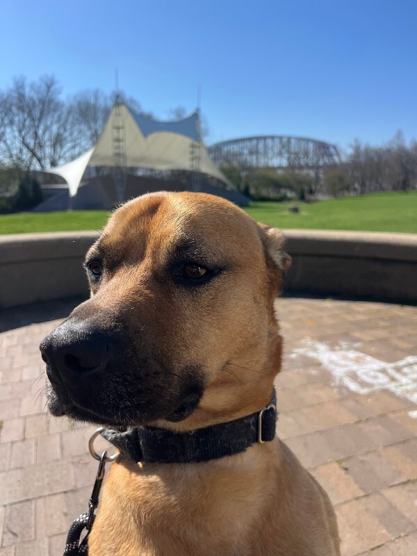 View Eramis the Dog Photo #7