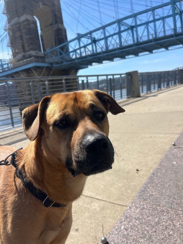 View Eramis the Dog Photo #12