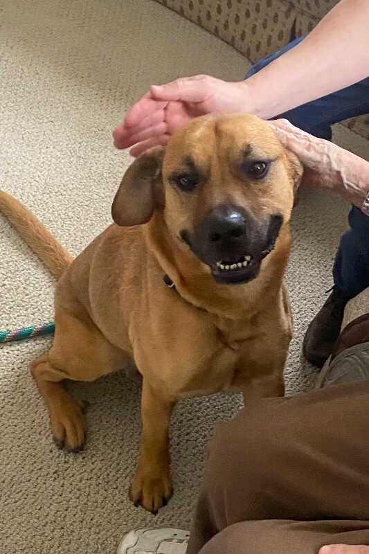 View Eramis the Dog Photo #10