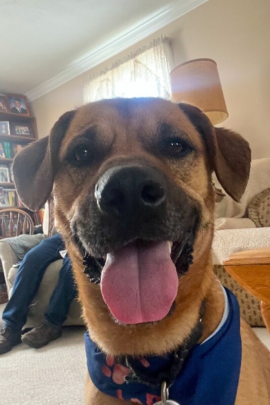 View Eramis the Dog Photo #4