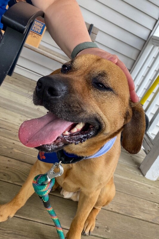 View Eramis the Dog Photo #9