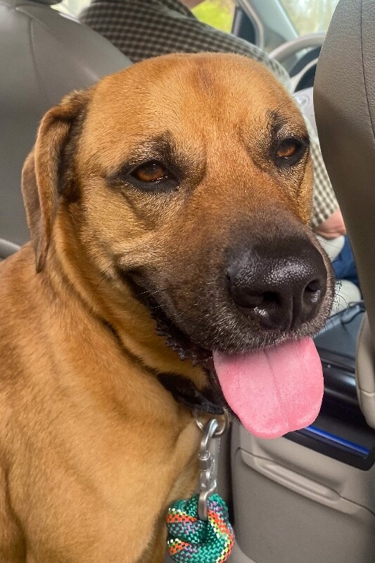 View Eramis the Dog Photo #11