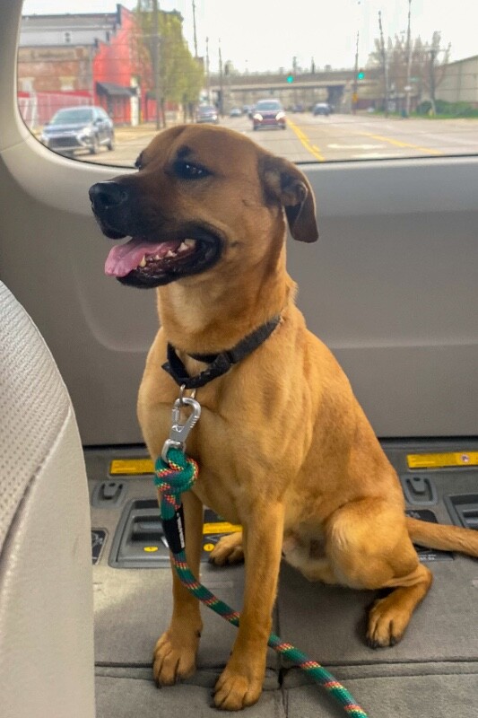 View Eramis the Dog Photo #3