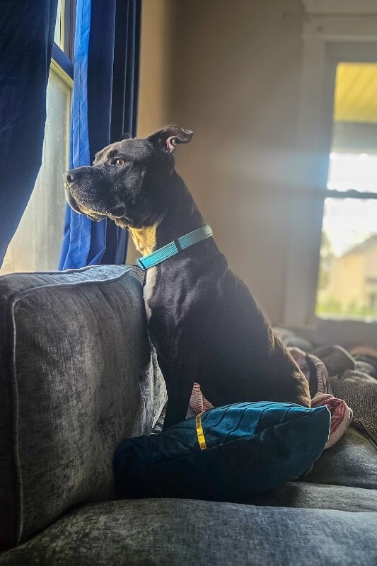 View Hades the Dog Photo #11