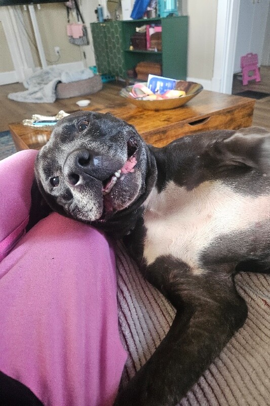 View Hades the Dog Photo #2