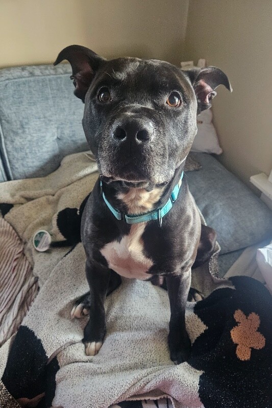 View Hades the Dog Photo #7