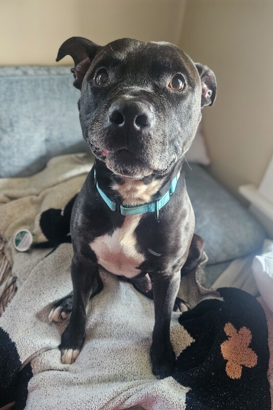 View Hades the Dog Photo #9