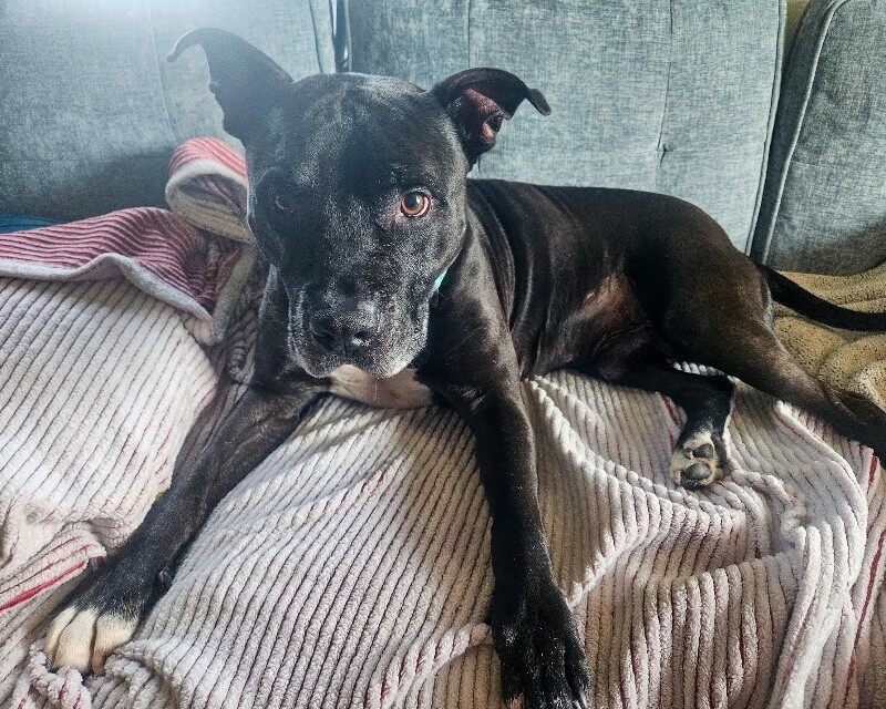 View Hades the Dog Photo #13