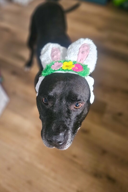 View Hades the Dog Photo #8