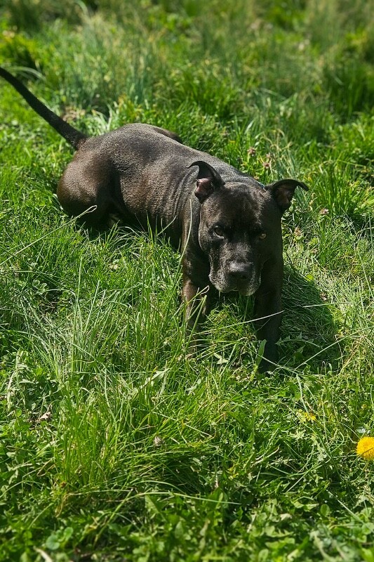 View Hades the Dog Photo #12