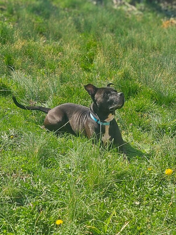 View Hades the Dog Photo #3