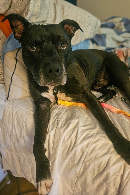 View Hades the Dog Photo #10