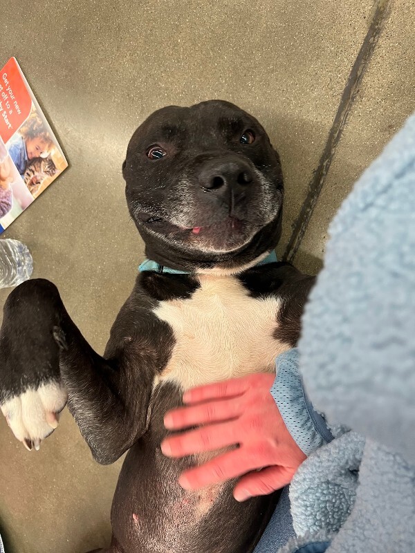 View Hades the Dog Photo #4