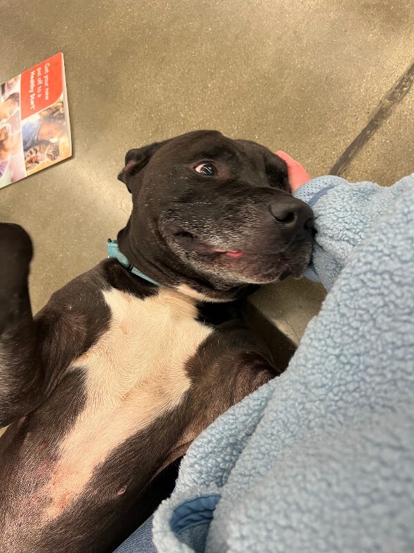 View Hades the Dog Photo #14