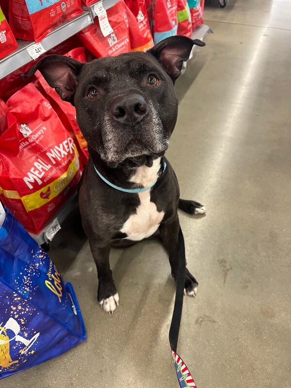 View Hades the Dog Photo #6