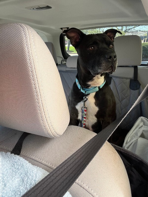 View Hades the Dog Photo #5