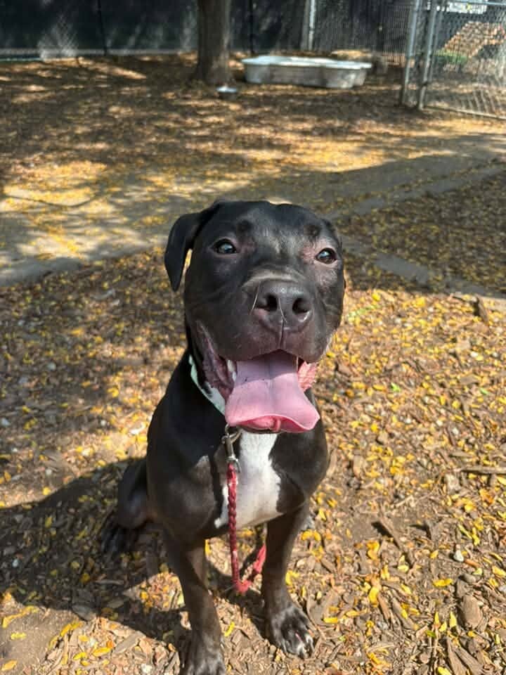 Boots - Dog