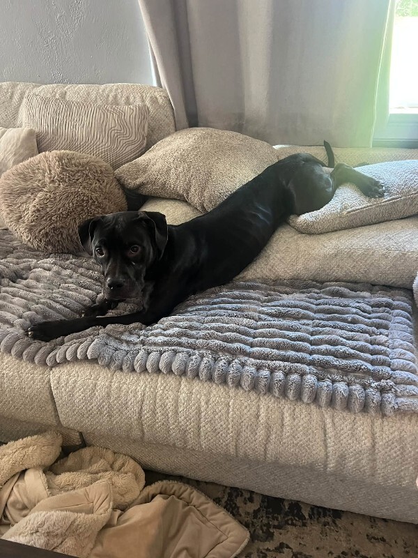 View Boots the Dog Photo #5