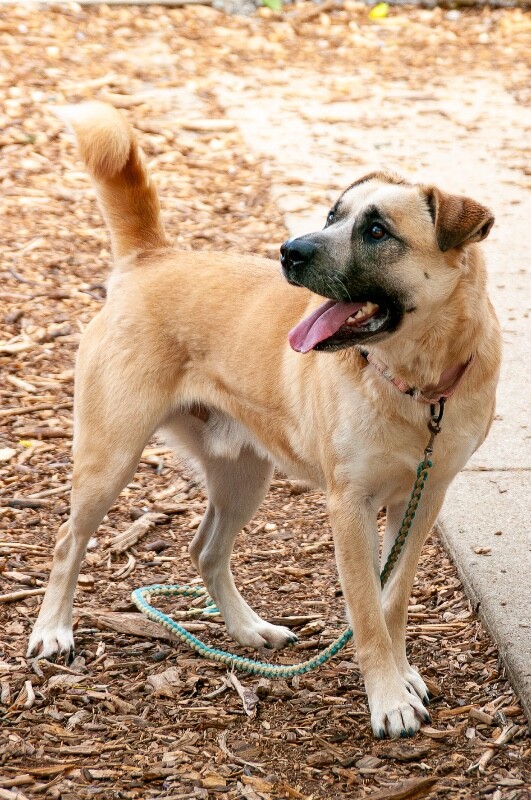 View Hayes the Dog Photo #7