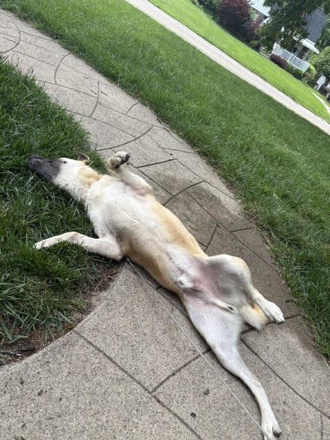 View Hayes the Dog Photo #11