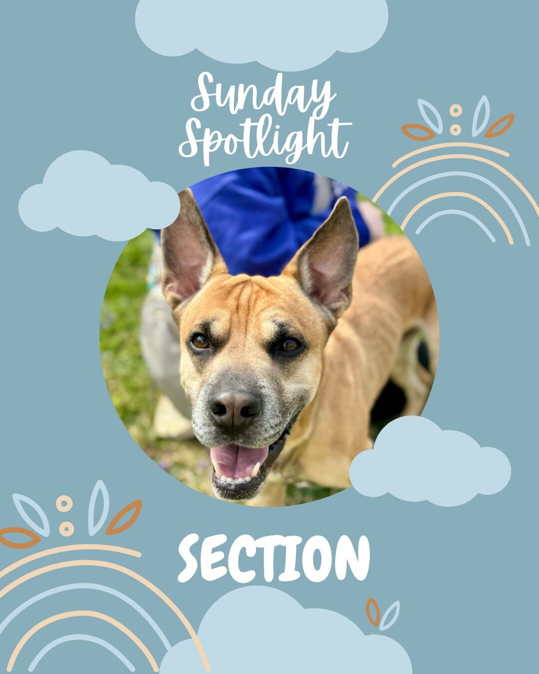 View Section the Dog Photo #17