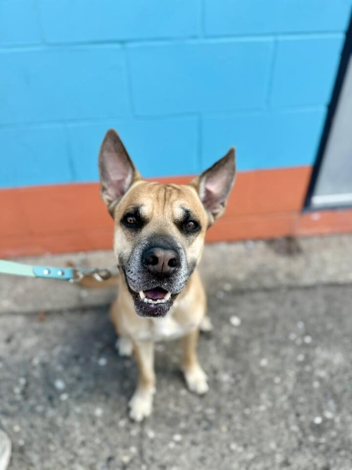 View Section the Dog Photo #4